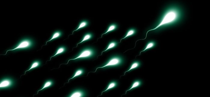 Spermie neplavou jako úhoři, jak jsme si mysleli, zjistila nejnovější studie